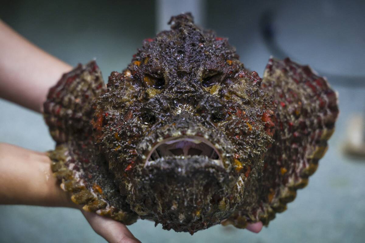 AUSTRALIA-ANIMAL-HEALTH-JELLYFISH