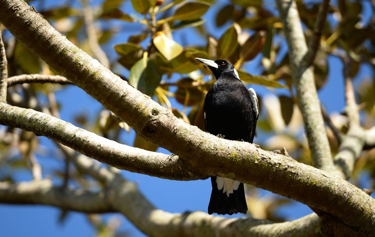 AUSTRALIA-ANIMAL-MAGPIE