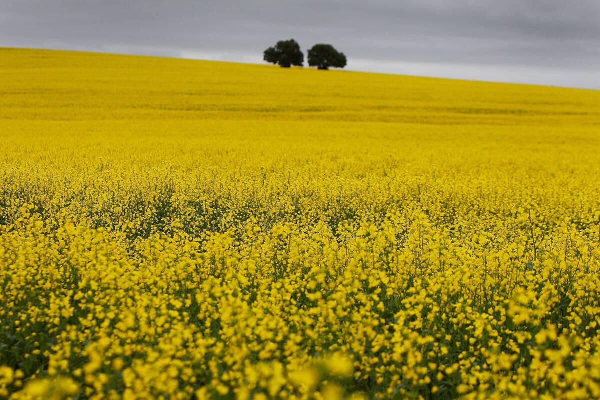 Australian Grain Growers Hope For Bumper Harvest Despite Spring Rains