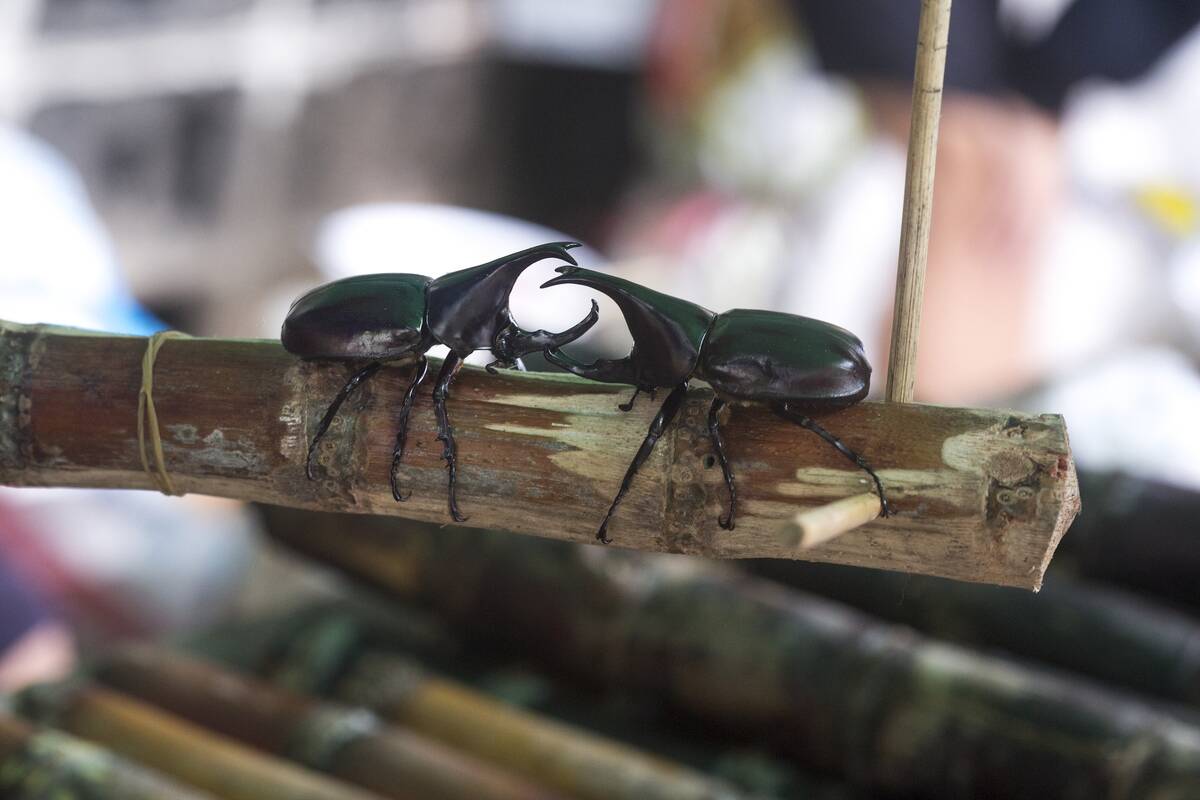 Battling Beetles in Northern Thailand