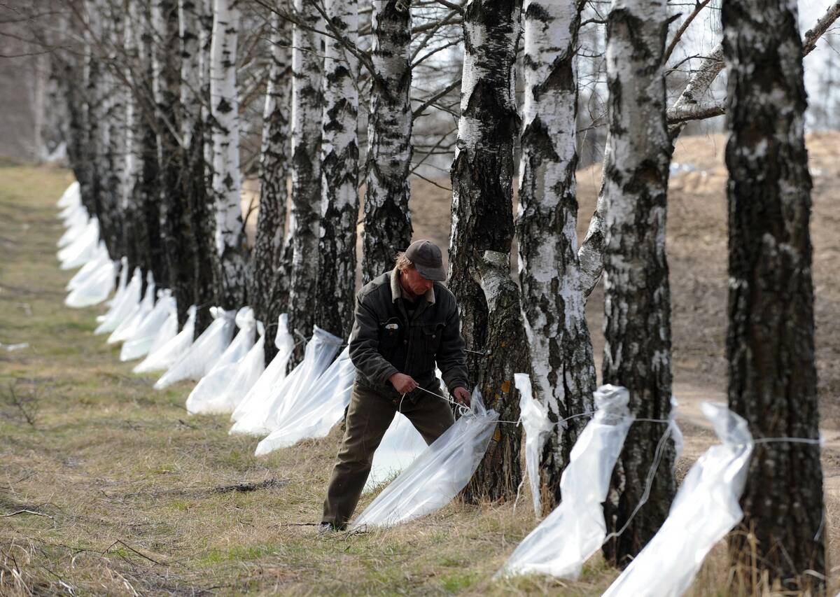 BELARUS-BIRCH-SAP