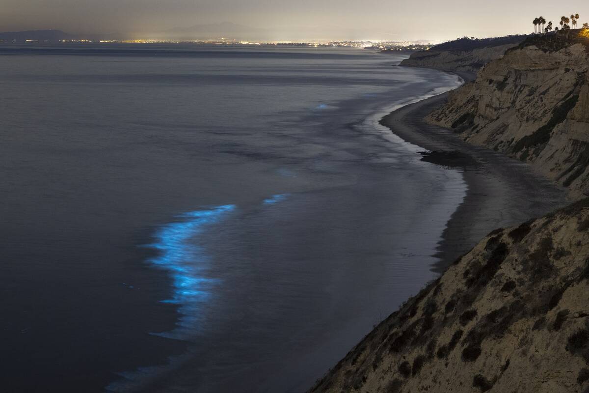 Bioluminescent Waves In San Diego