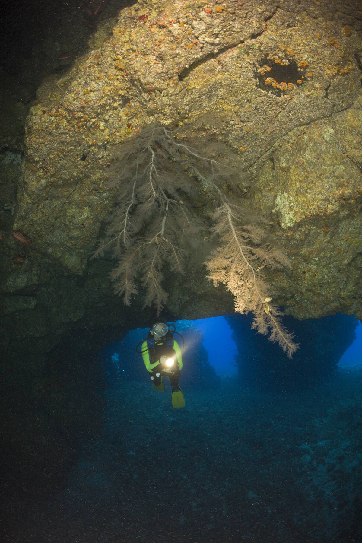 Black Coral in Cave, Cathedrals of Lanai, Maui, Hawaii, USA