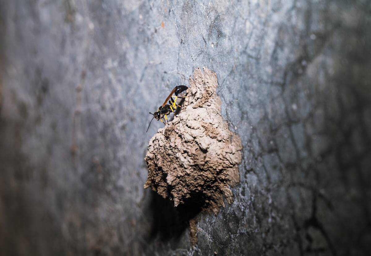 Black Mud-dauber Wasps - Sceliphron - Animal India