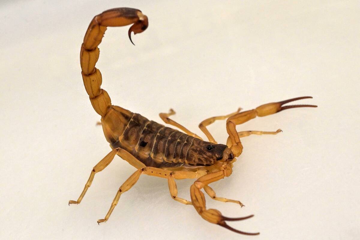 BRAZIL-HEALTH-BIOLOGY-SCORPION