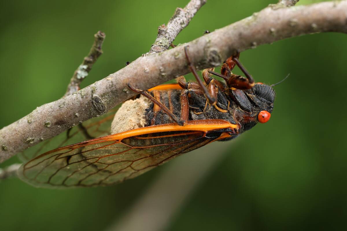Brood X Cicadas Emerge After 17 Years Underground
