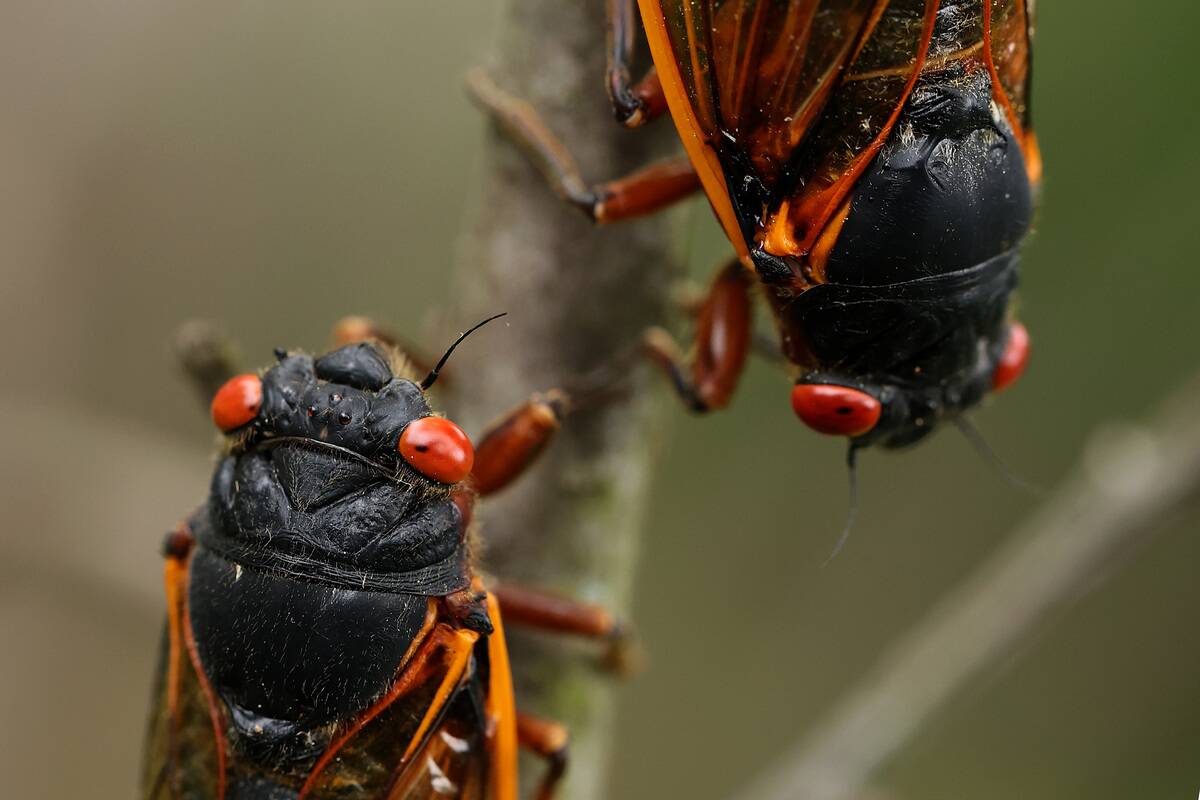 Brood X Cicadas Emerge After 17 Years Underground