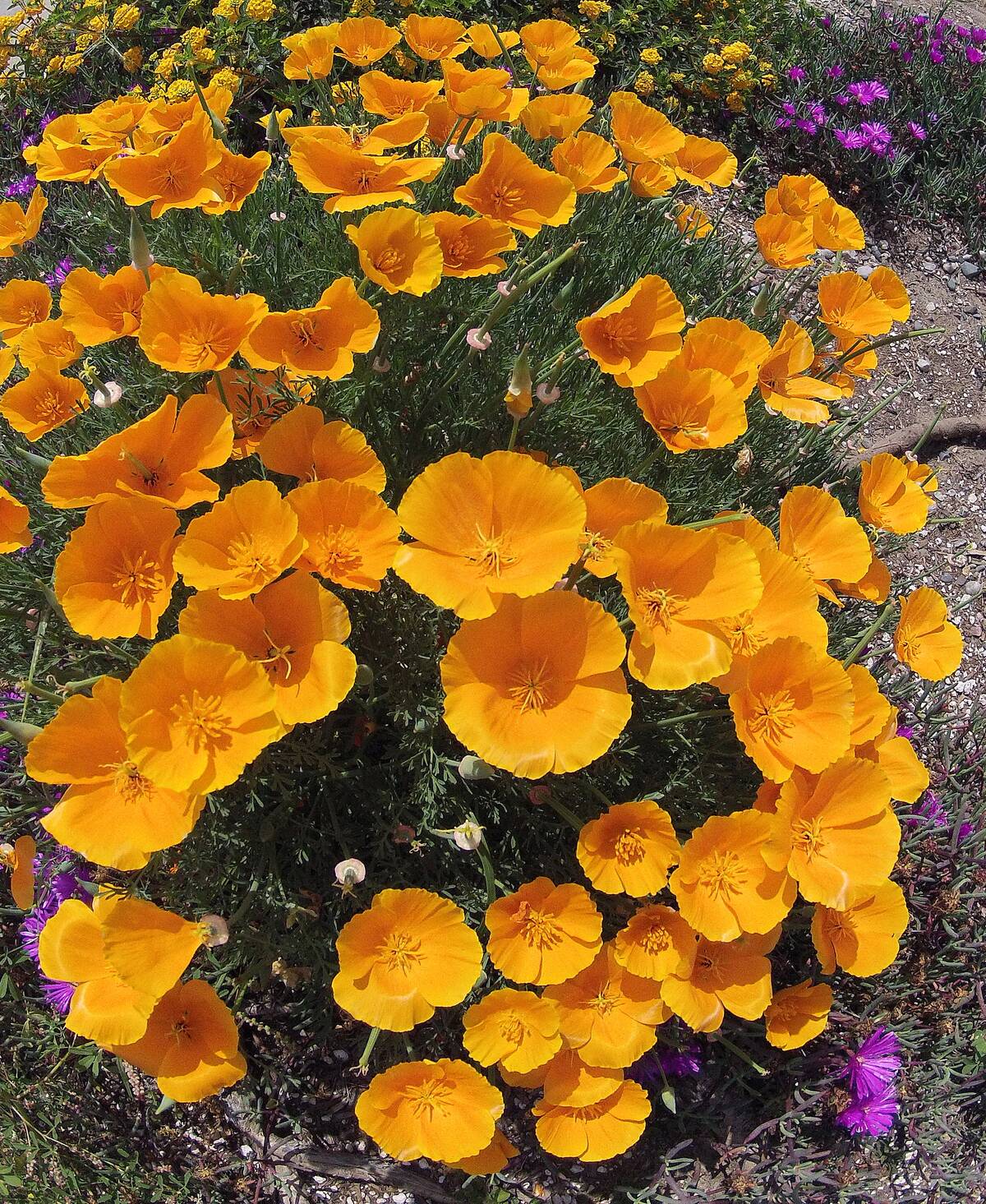 California Golden Poppies