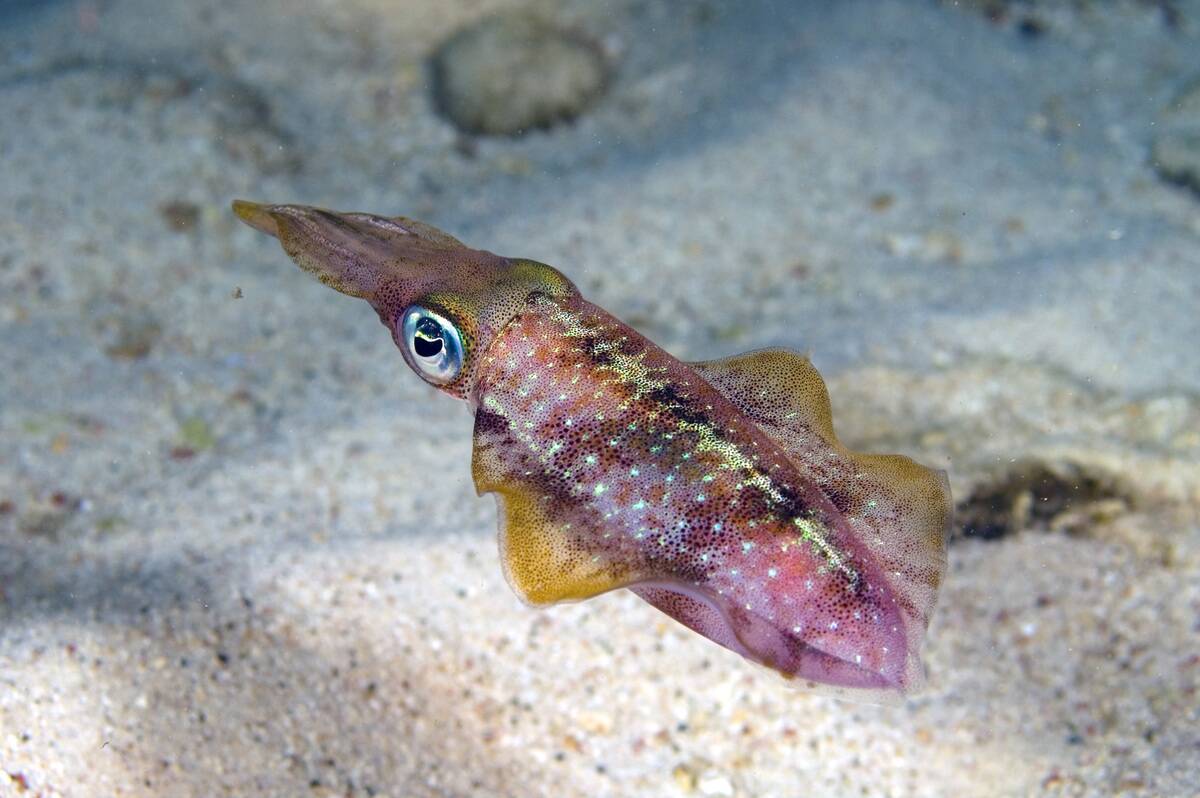 Caribbean reef squid over sand flat Sepioteuthis sepioidea Curacao, Netherlands Antilles Digital Photo (horizontal)