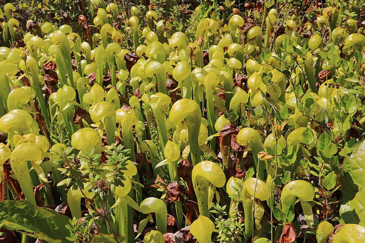 Carnivorous California pitcher plant colony in a protected bog along the central Oregon coast near Florence Oregon