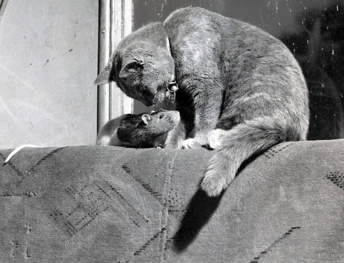 Cat and rat