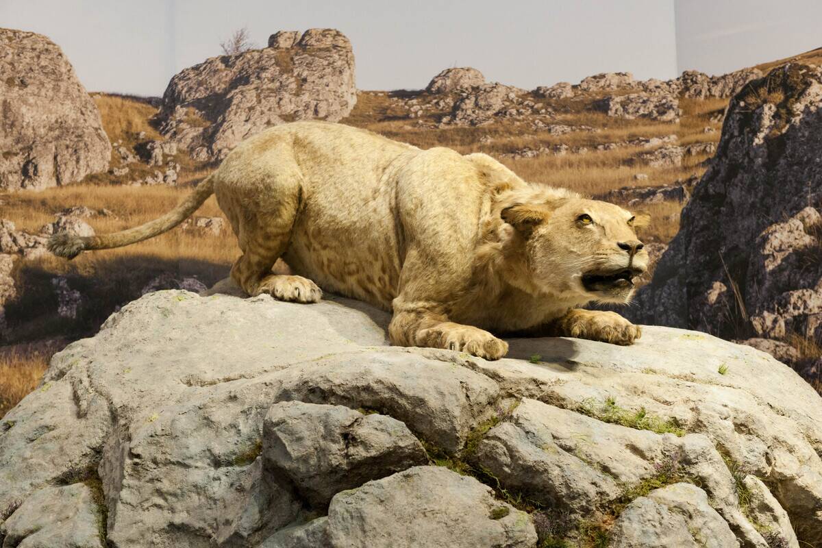 Caverne du Pont d'Arc à Vallon Pont d'Arc en Ardèche