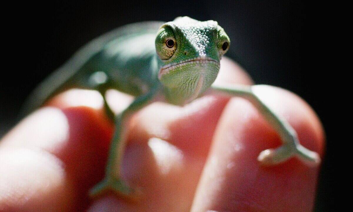 Chameleon Breeding Program At Taronga Zoo