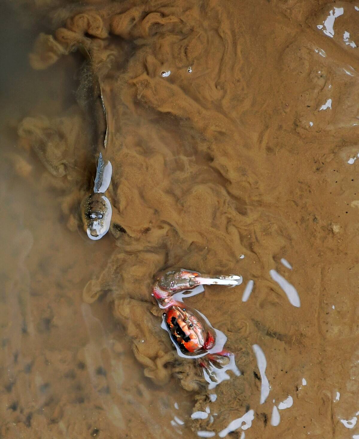 CHINA-FUJIAN-MINJIANG RIVER-ESTUARY WETLAND (CN)