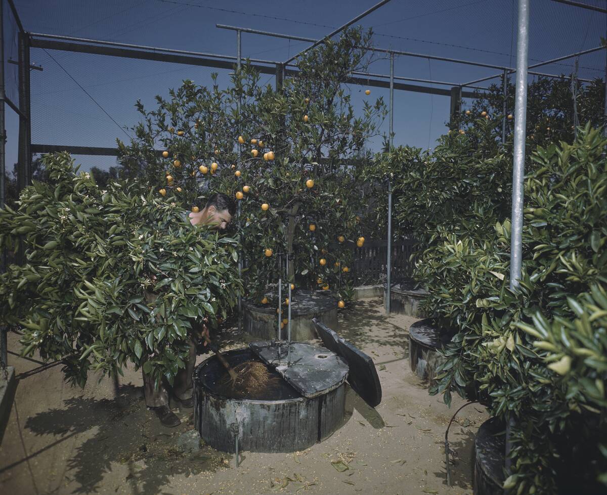 Citrus Experiment Station