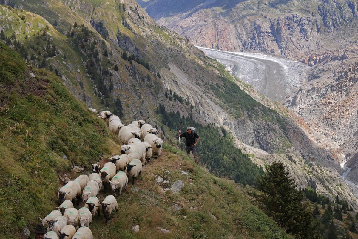 Climate Change Encroaches On Swiss Alpine Shepherding