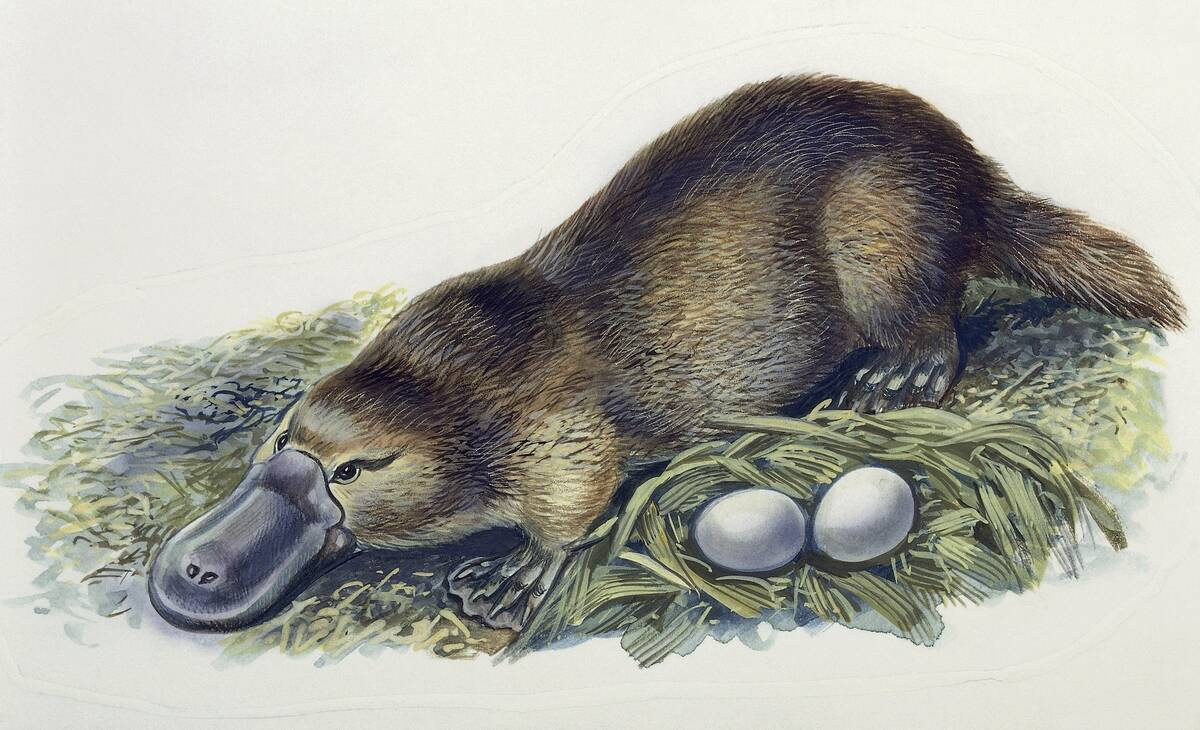 Close-up of a female duck-billed platypus with two eggs (Ornithorhynchus anatinus)