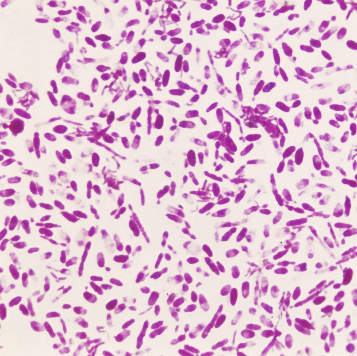 Colony of acetobacter bacteria...