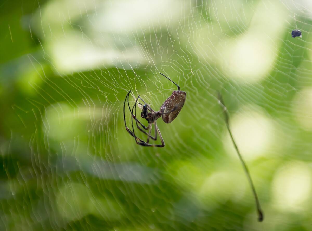 Common countryside spider in Cuba, harmless insect in its...