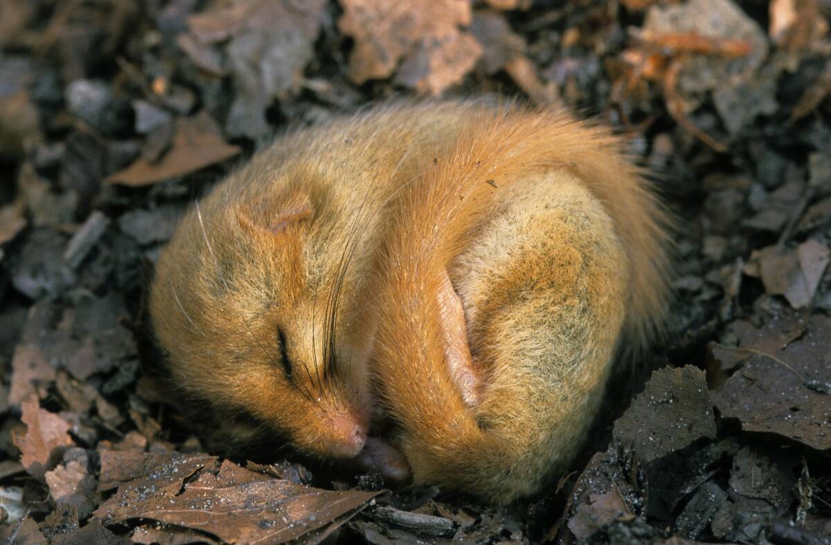 Common dormouse