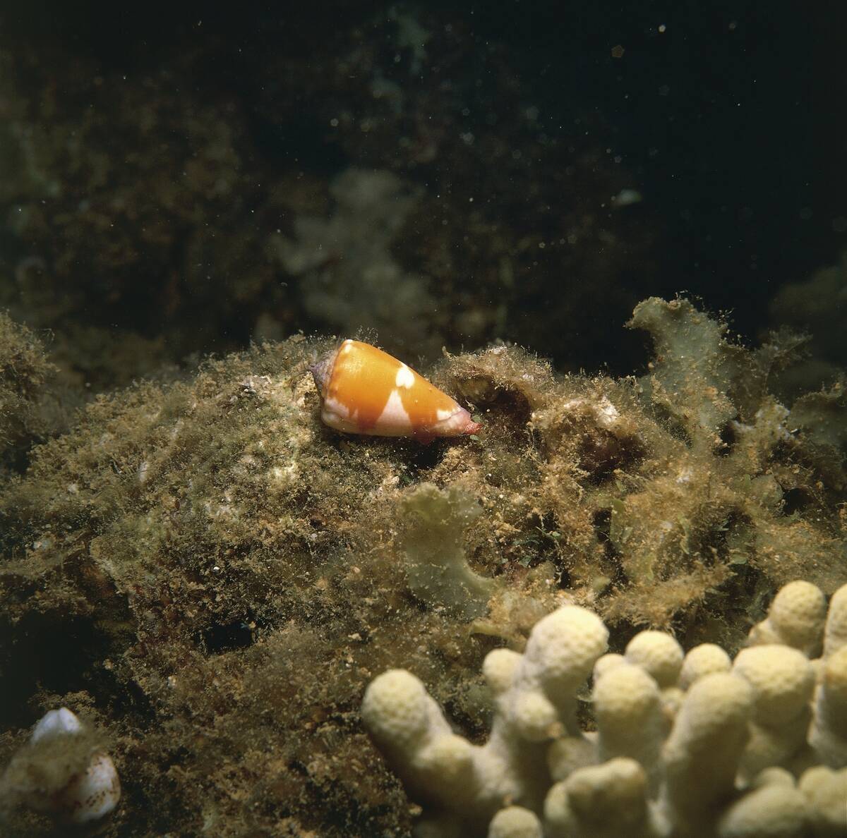 Conus on coral reef
