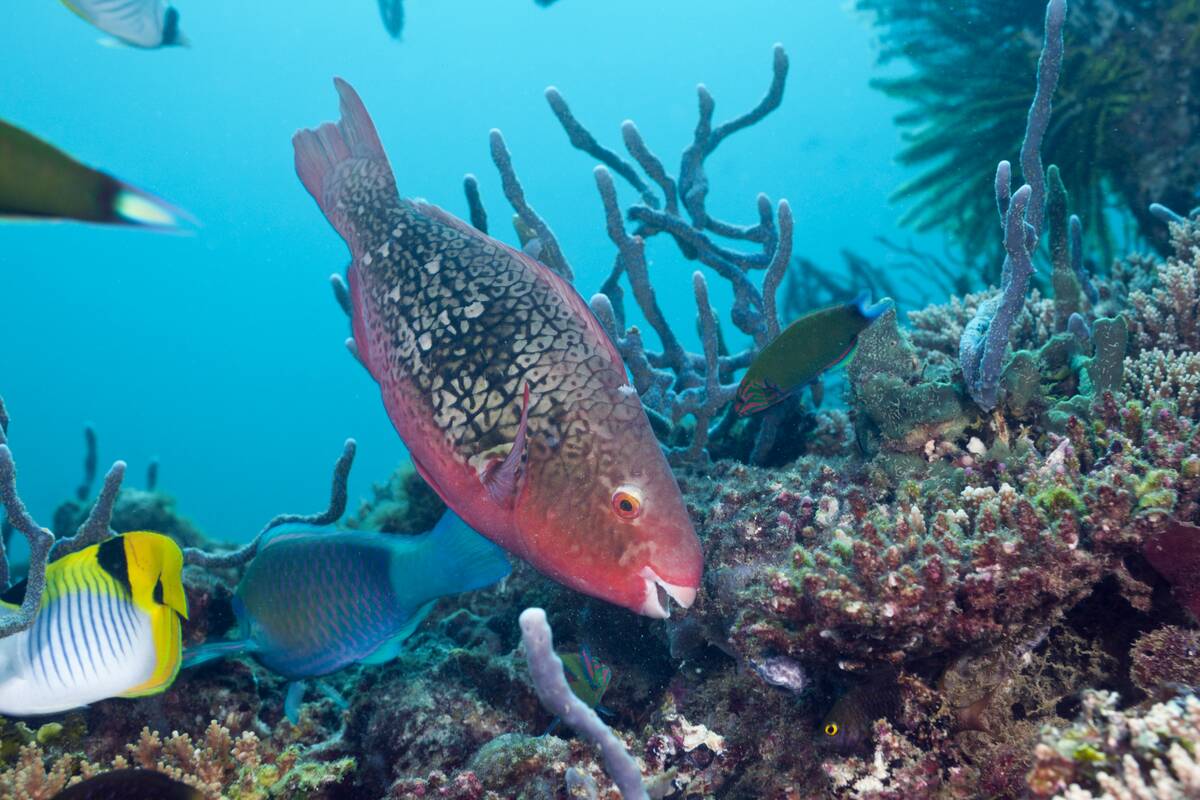 Coralfishes on Coral Reef, North Ari Atoll, Maldives