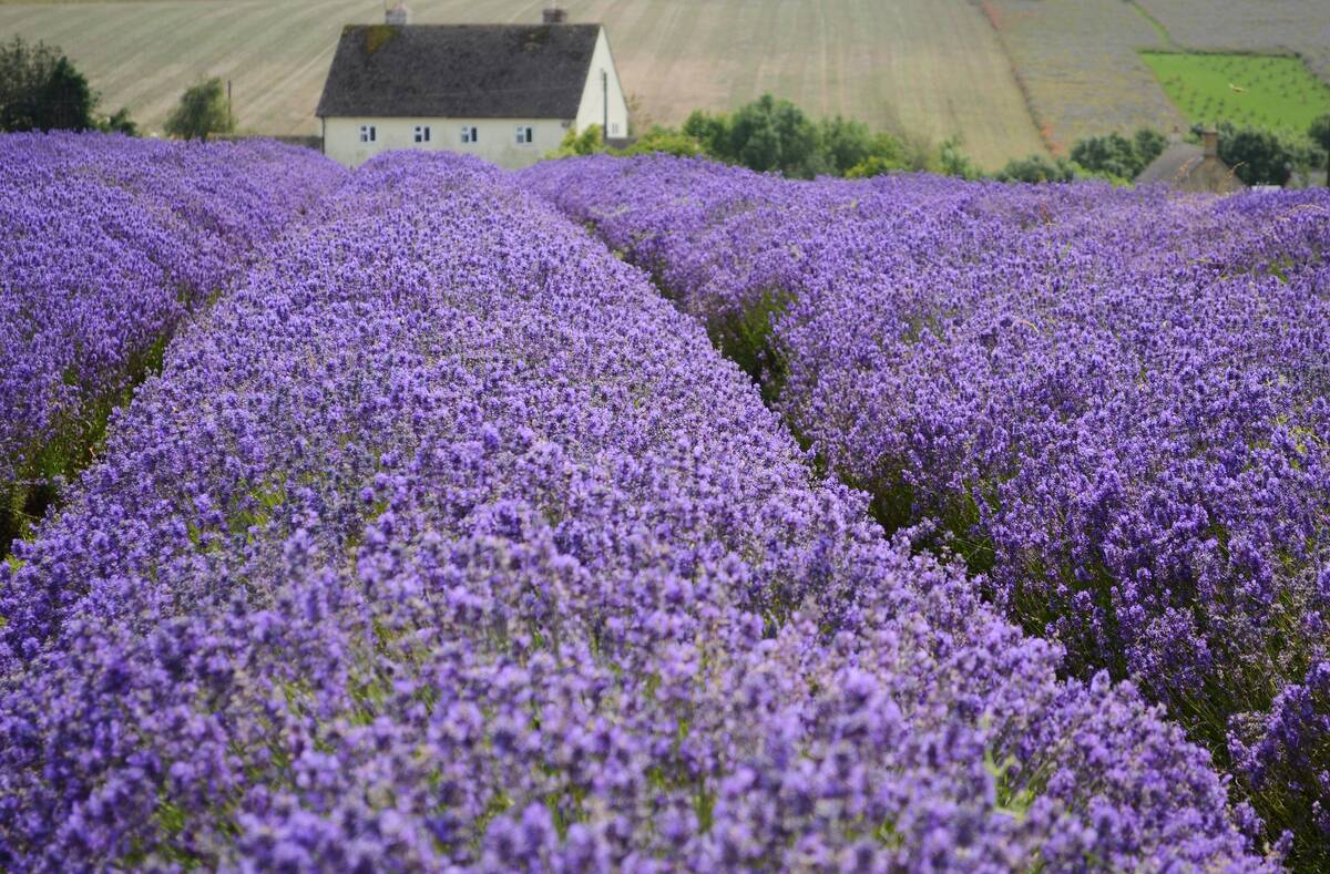 Cotswold Lavender Farm, Snowshill