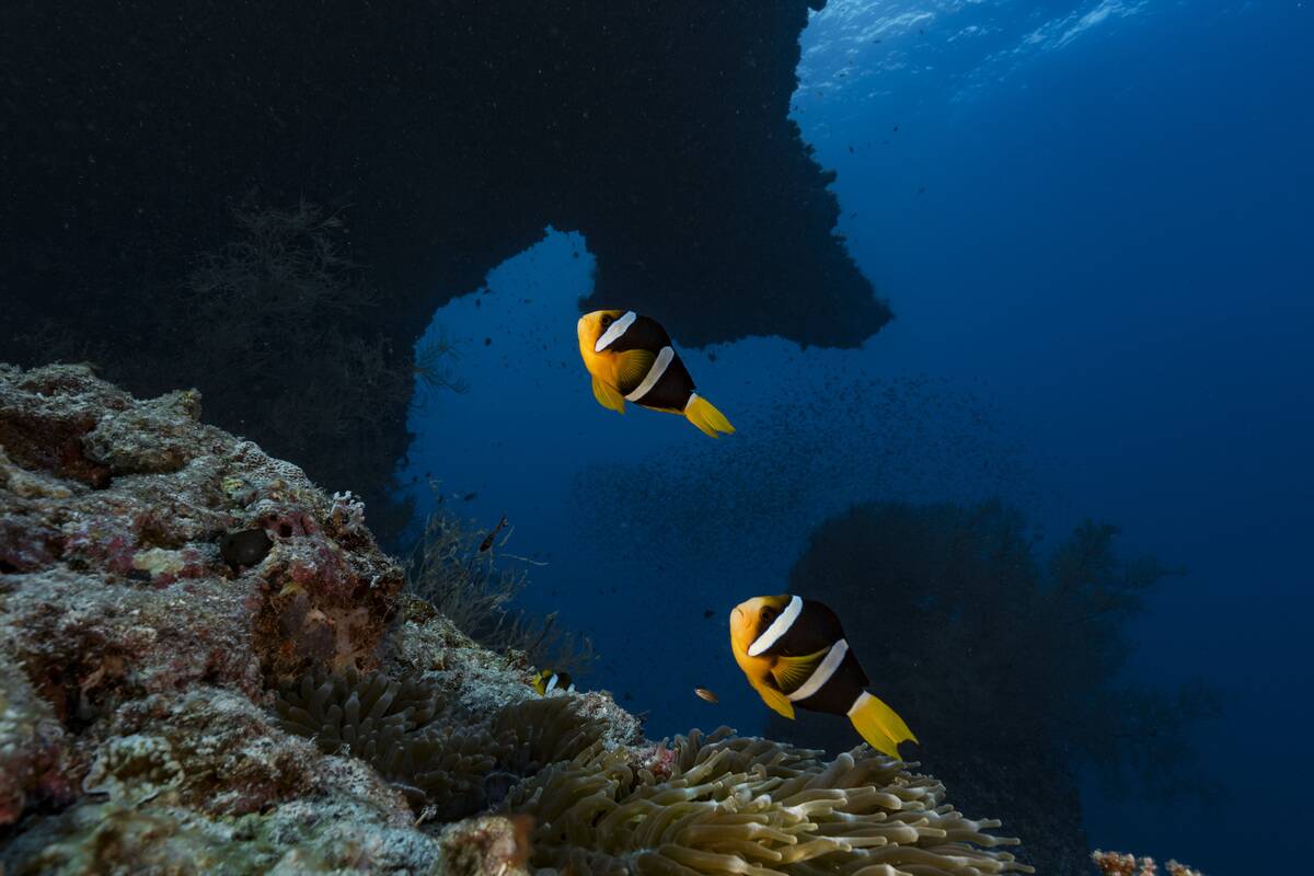 Couple of yellowtail clownfish