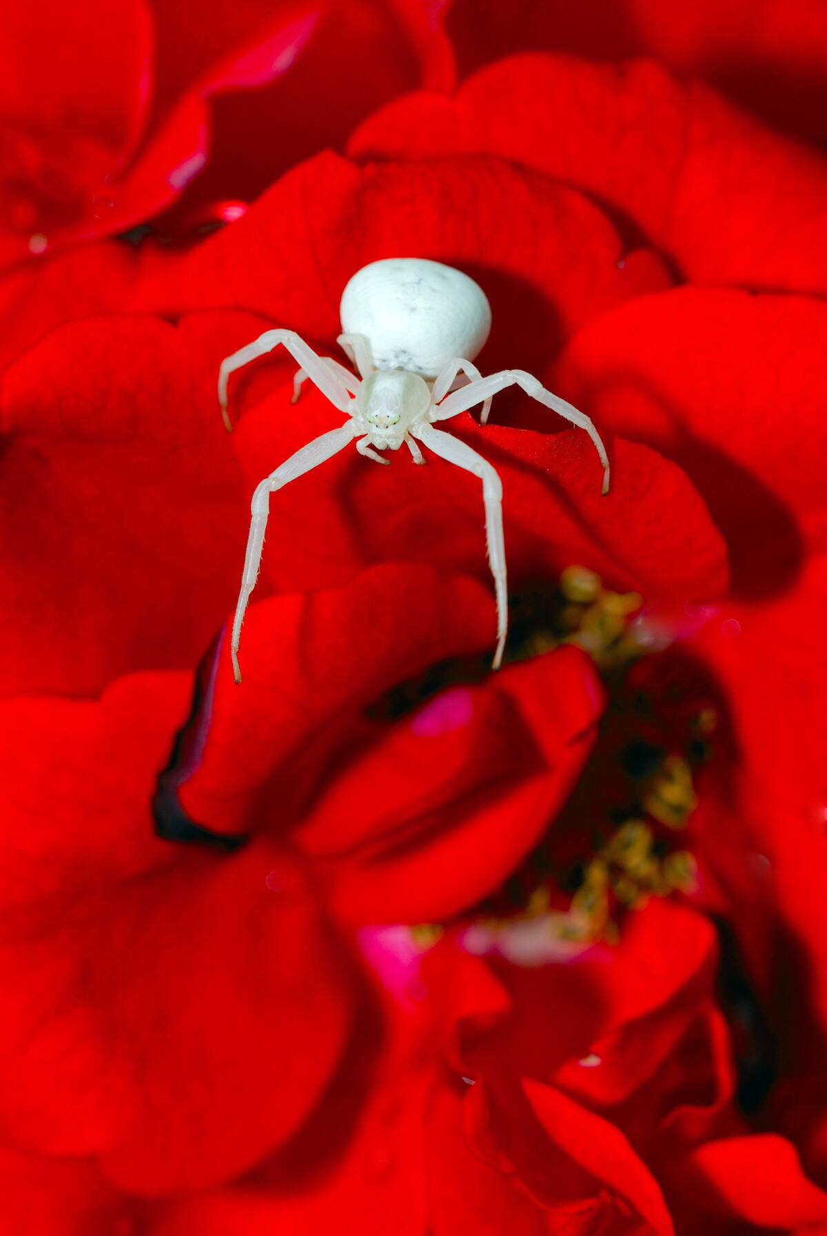 Crab spider