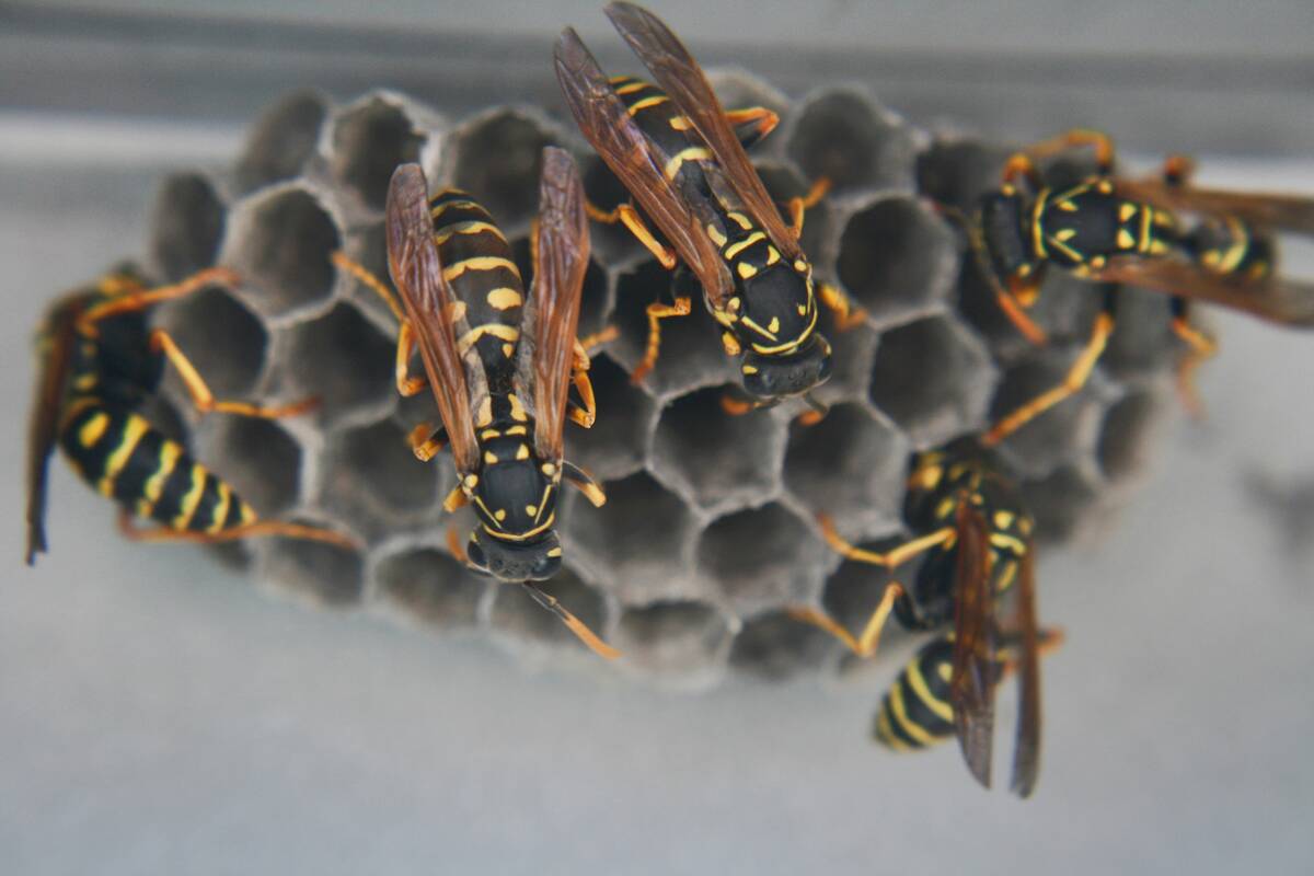 Daily Life In Canada