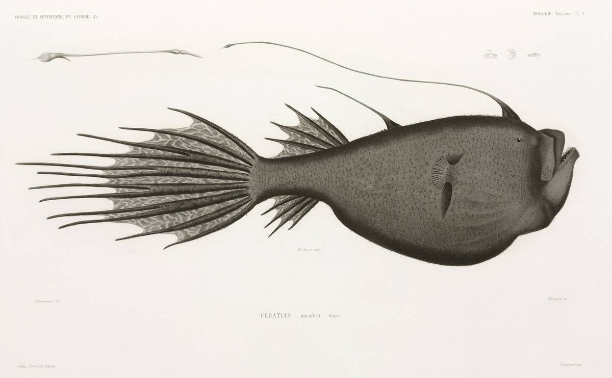 Deep Sea Angler, 1838-1840.