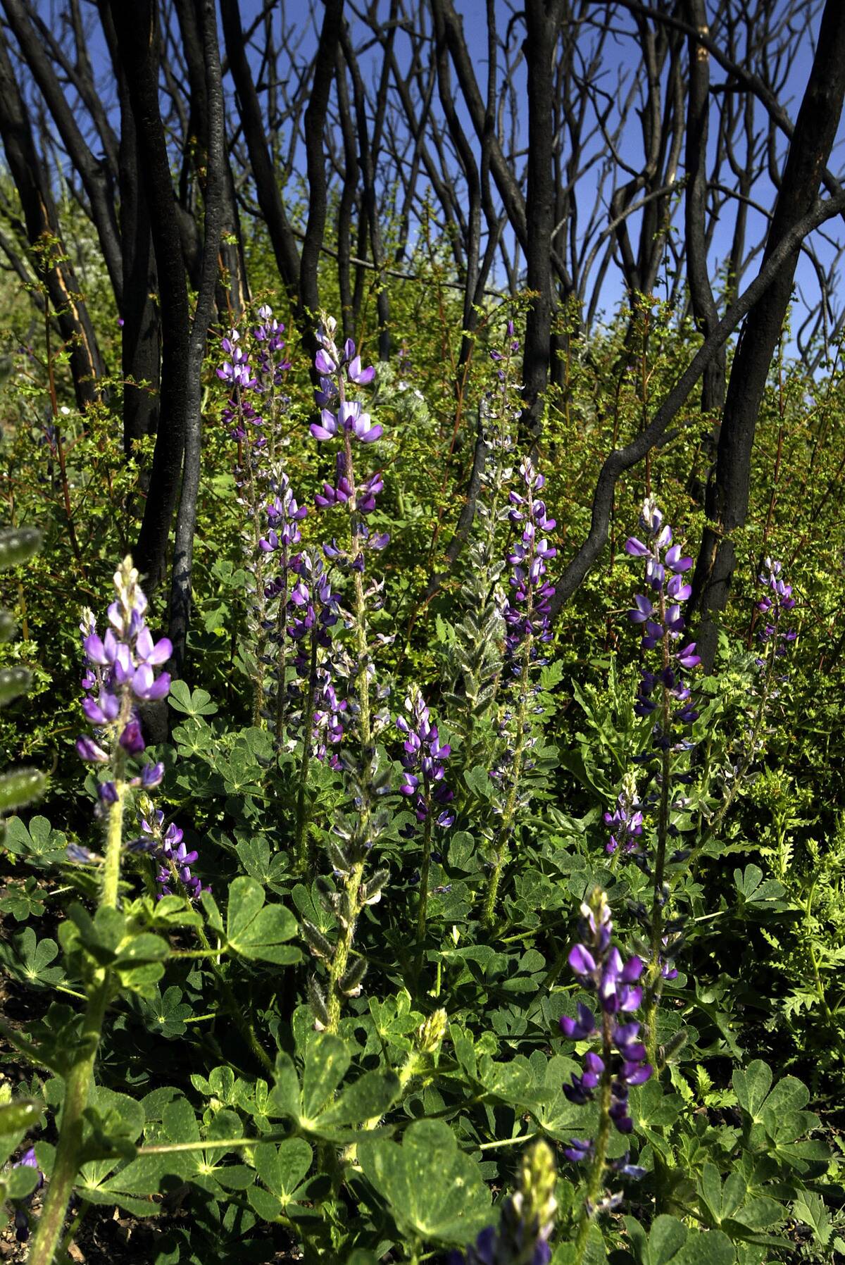 Despite Wildfire Damage Wildflowers Begin To Bloom In California
