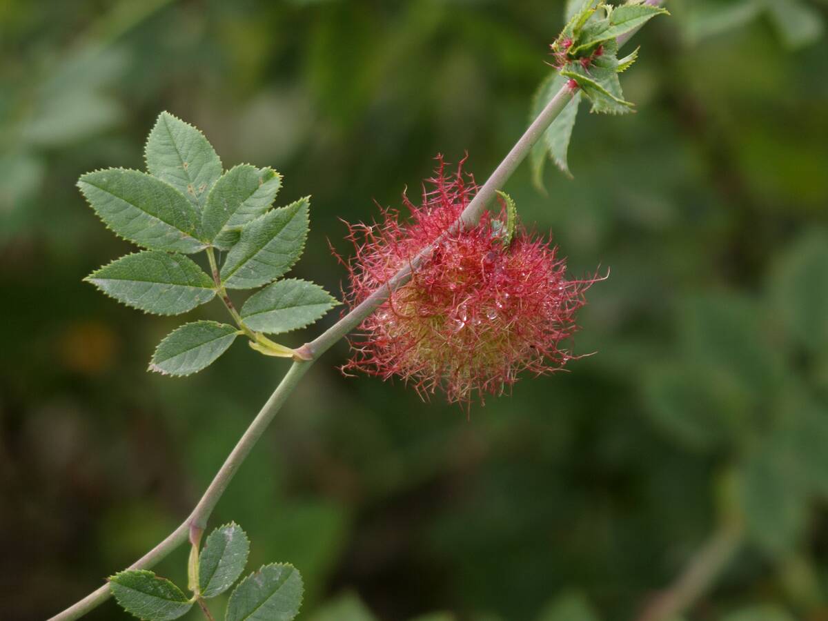 Diplolepis rosae, Rose bedeguar gall, also called Robin's pincushion gall, or moss gall, Dorset