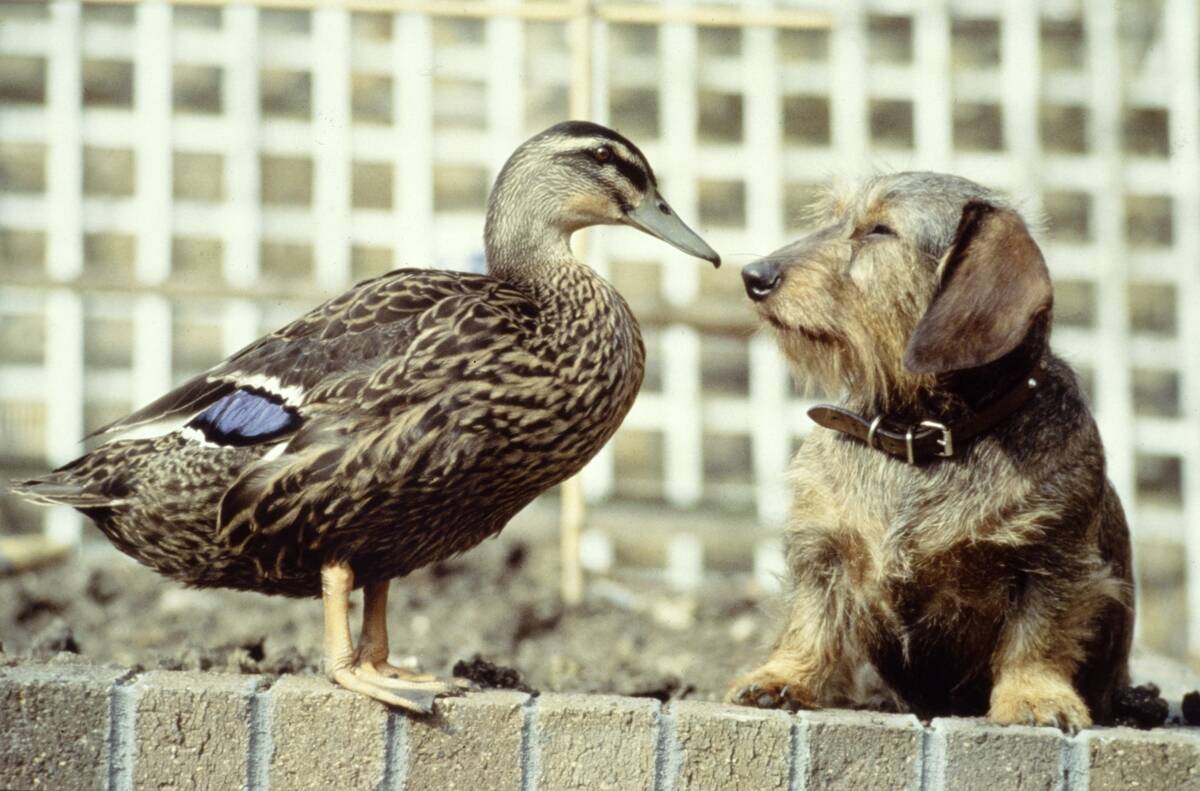 Dog and duck