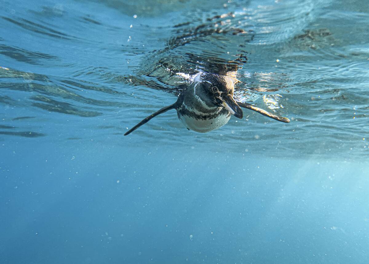 ECUADOR-ENVIRONMENT-GALAPAGOS-FISHING-OCEANS