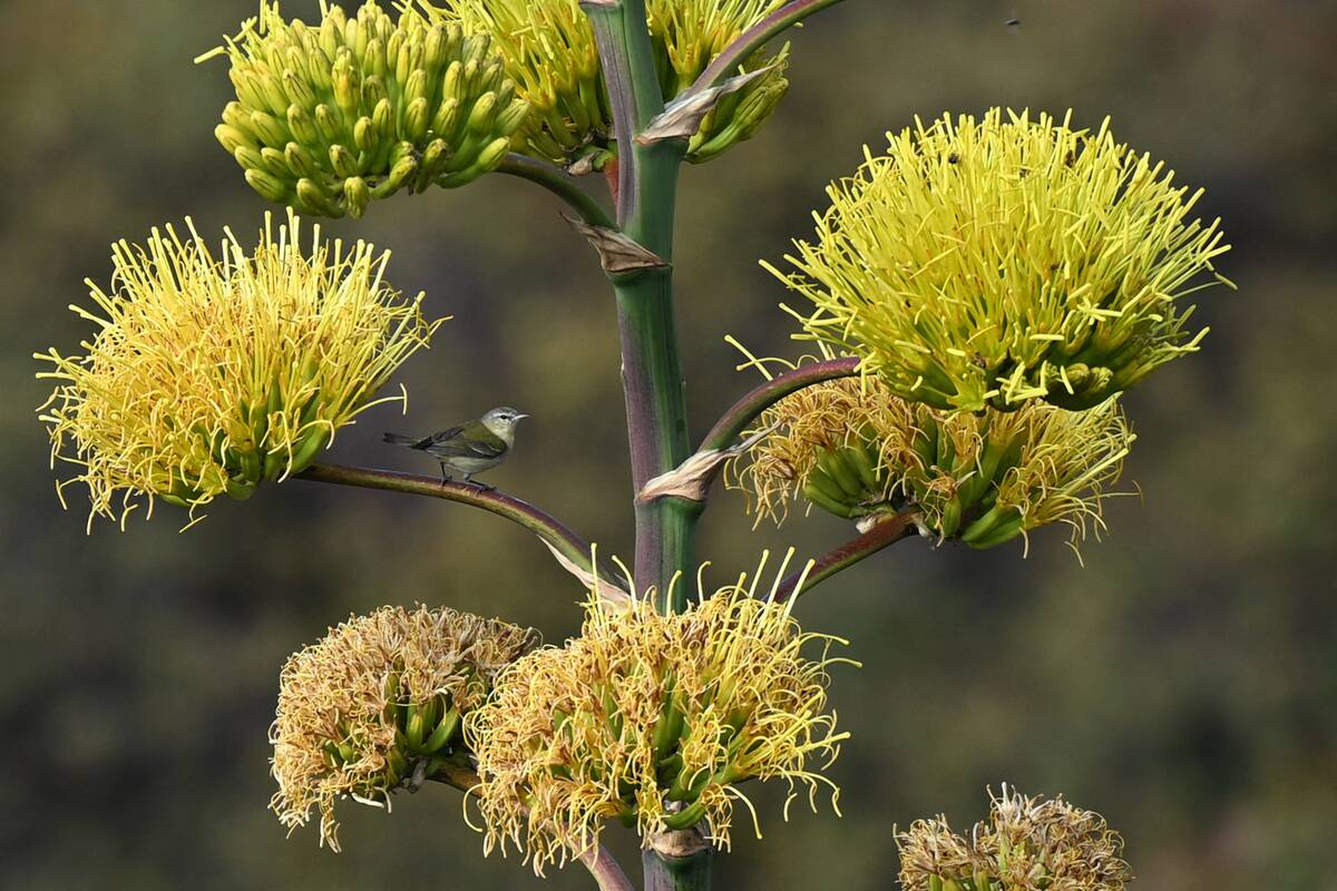 EL SALVADOR-TOURISM-ILAMATEPEC-VOLCANO