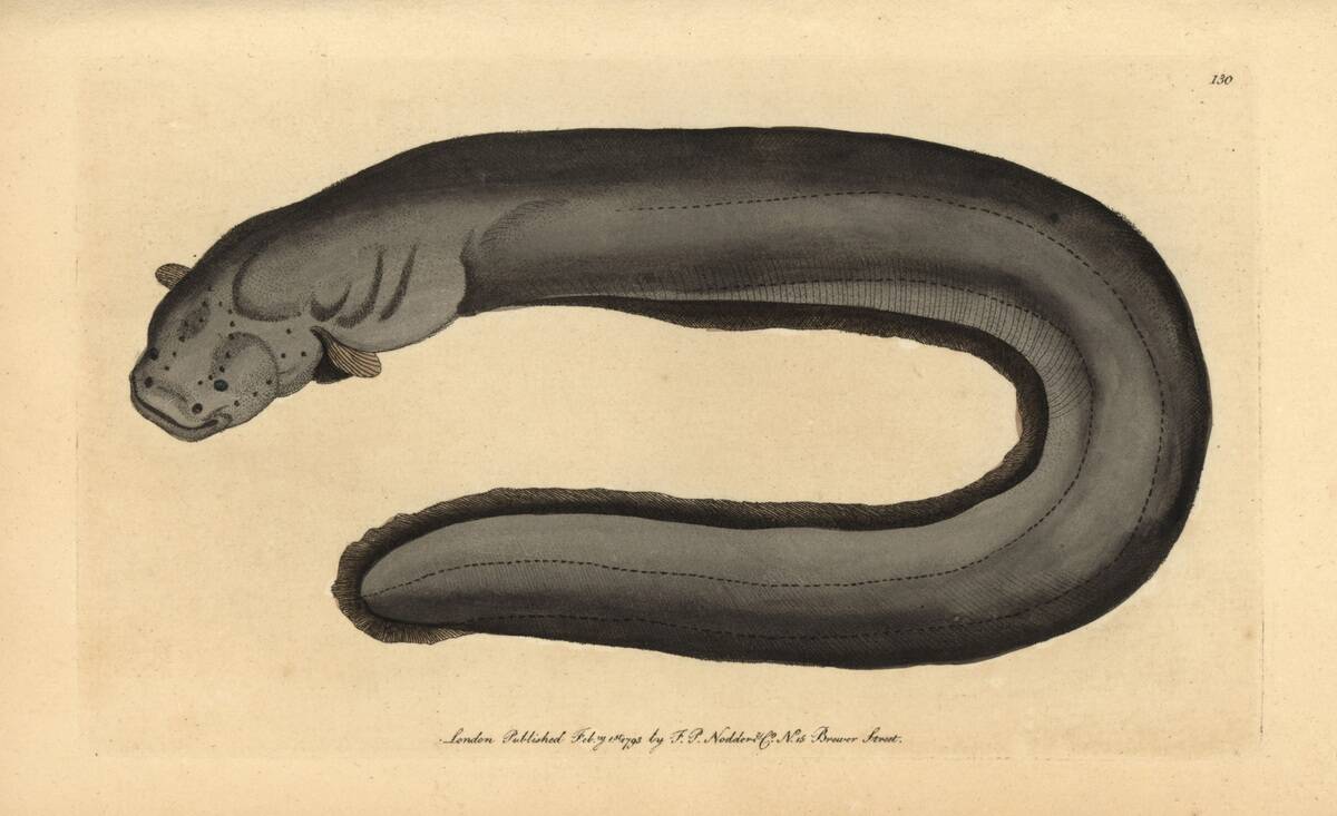 Electric eel, Electrophorus electricus