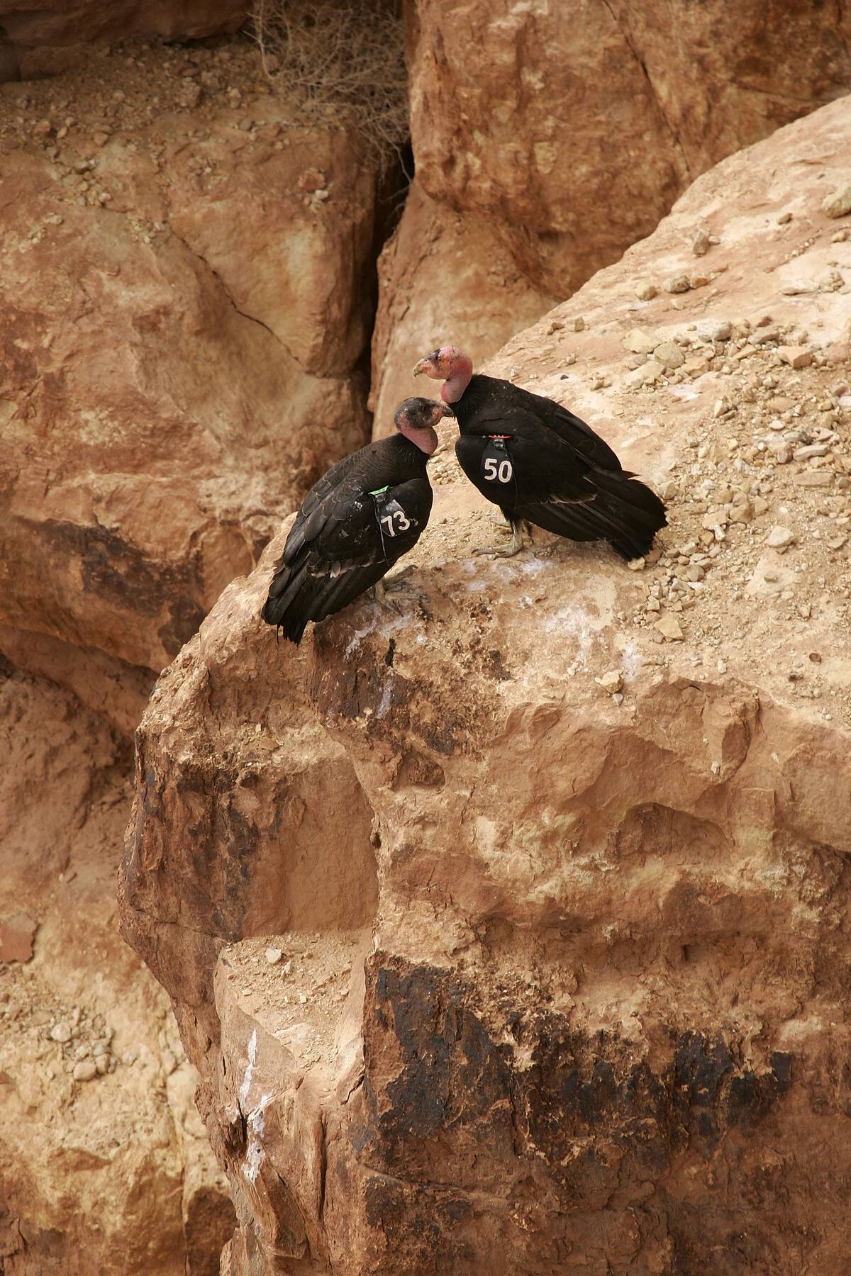 Endangered Condors Threatened With Lead Poisoning