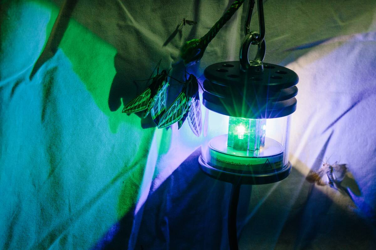 Entomologists study moths in the field in Yucca Valley, California