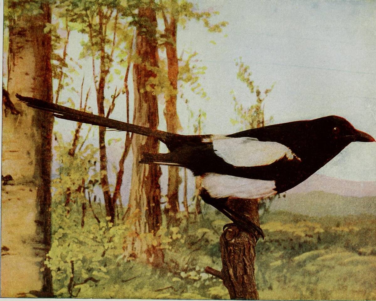 Eurasian Magpie