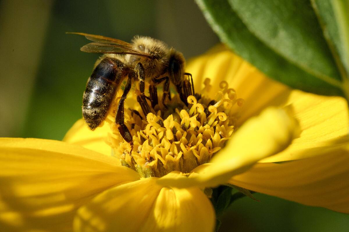 European Honey Bee On Flower