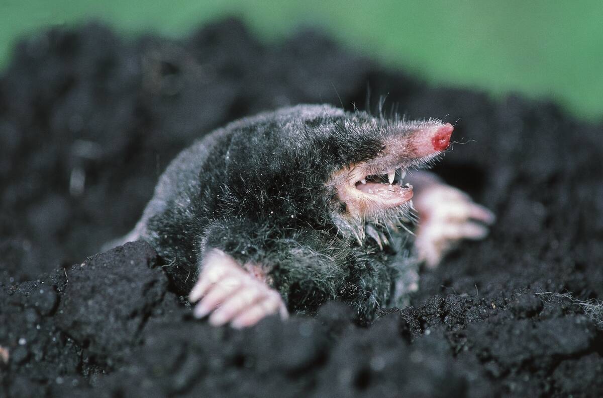 European mole (Talpa europaea)...