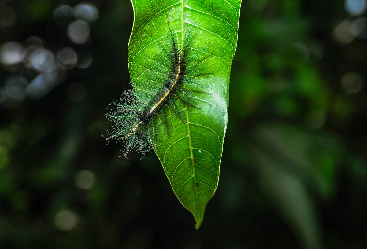 Euthalia Aconthea - Camouflage Techniques - Pest - Nymphalid - Animal India
