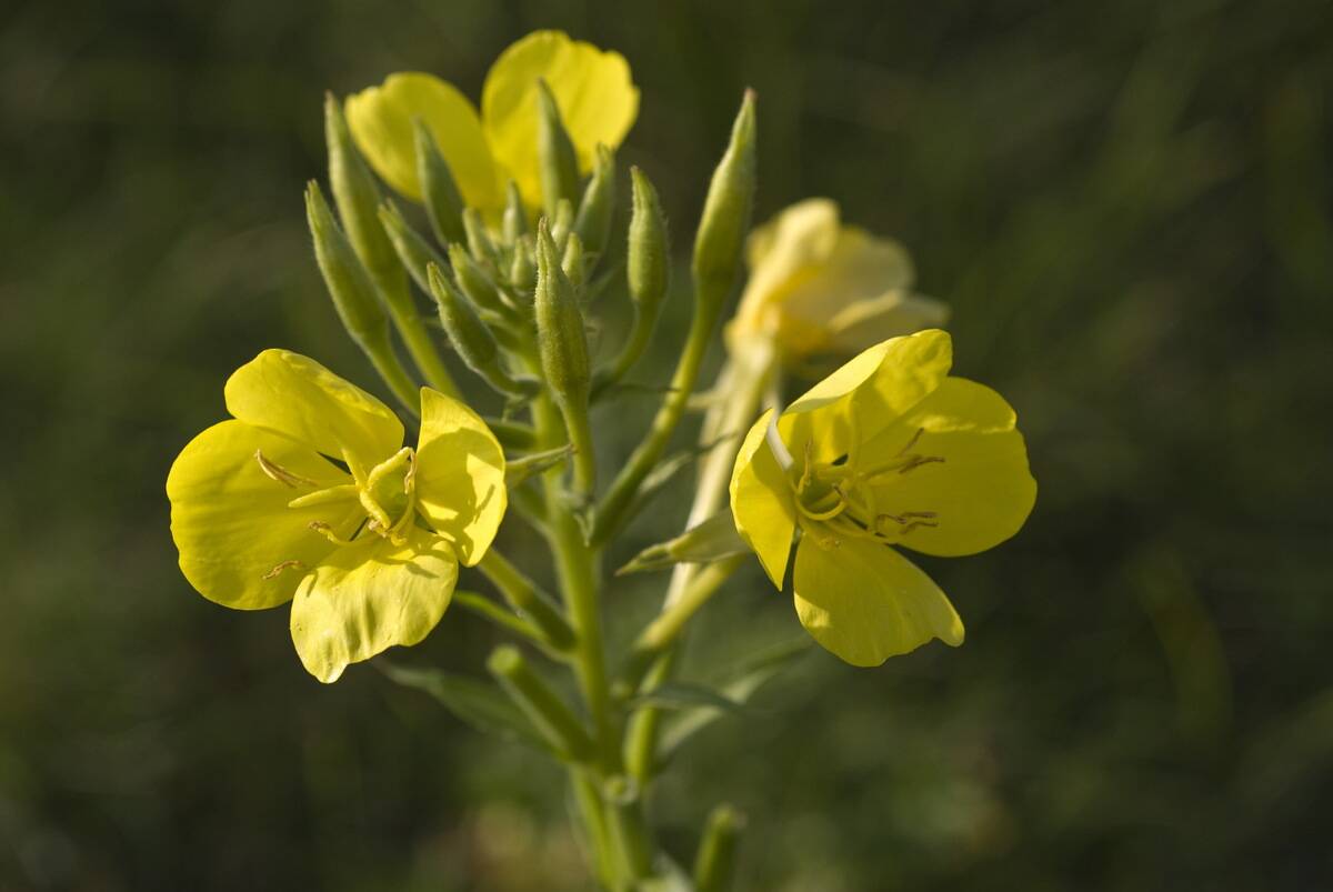 Evening primrose.