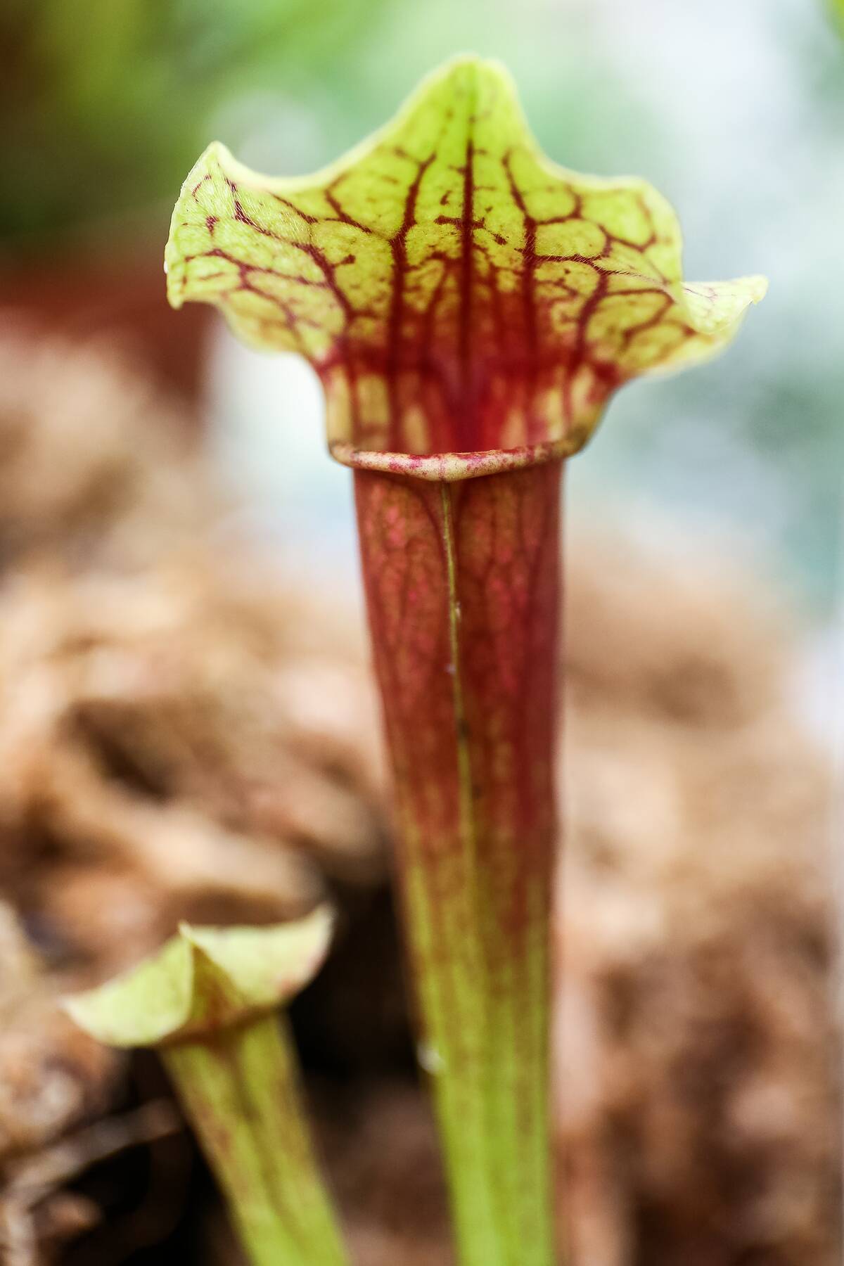 Exhibition of Carnivorous Plants 2017