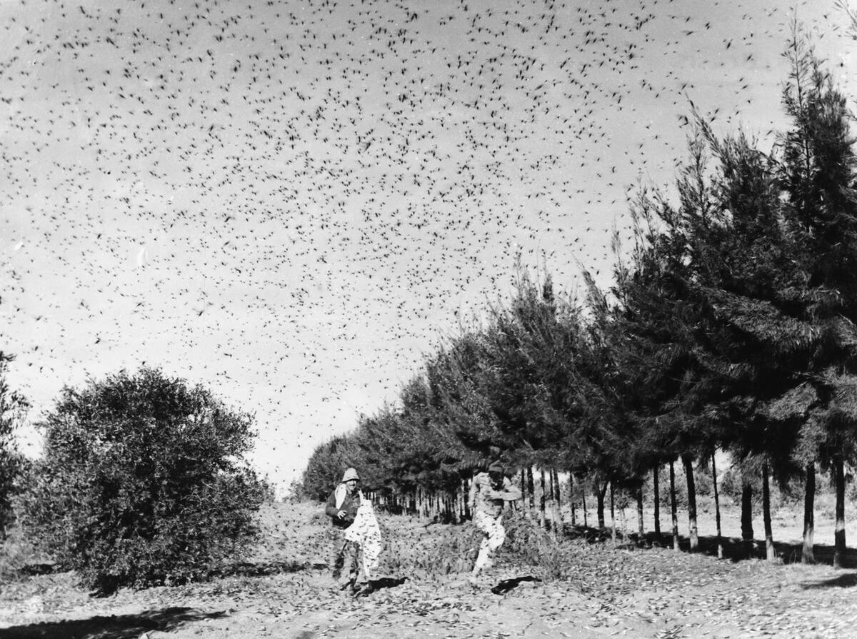 Farmers Try to Ward off Locusts