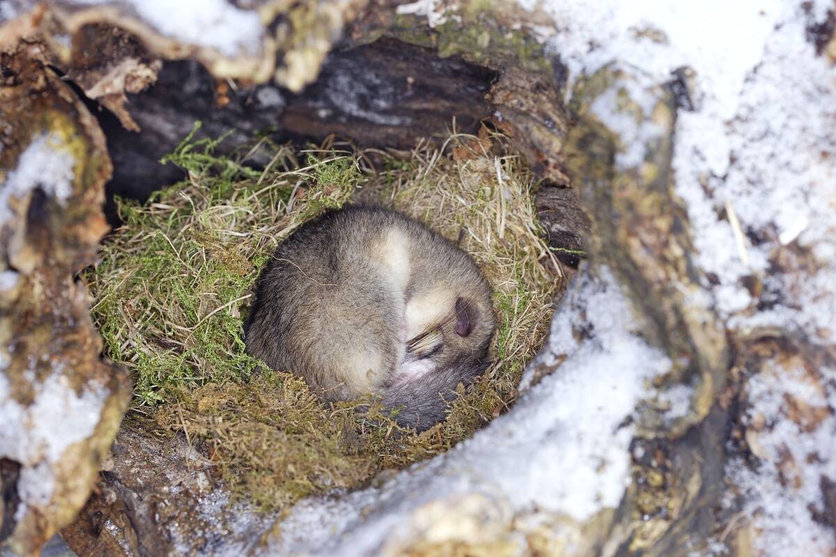 FAT DORMOUSE SLEEPING (Glis glis), FRANCE