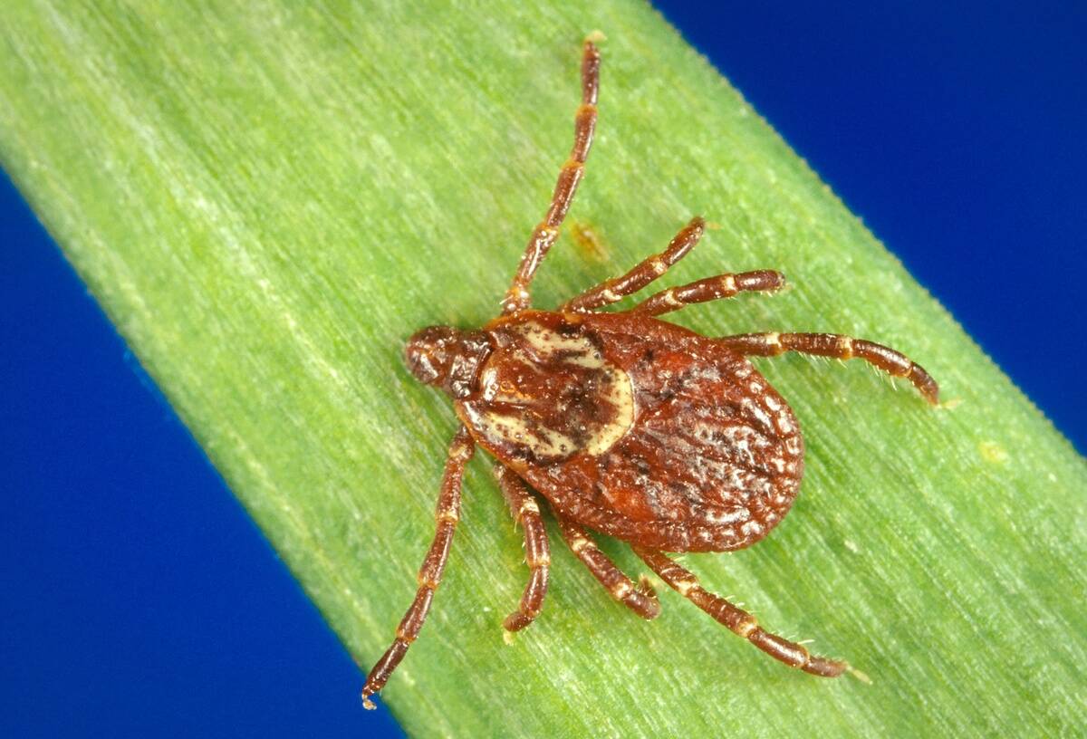 Female, Dermacentor Variabilis Tick
