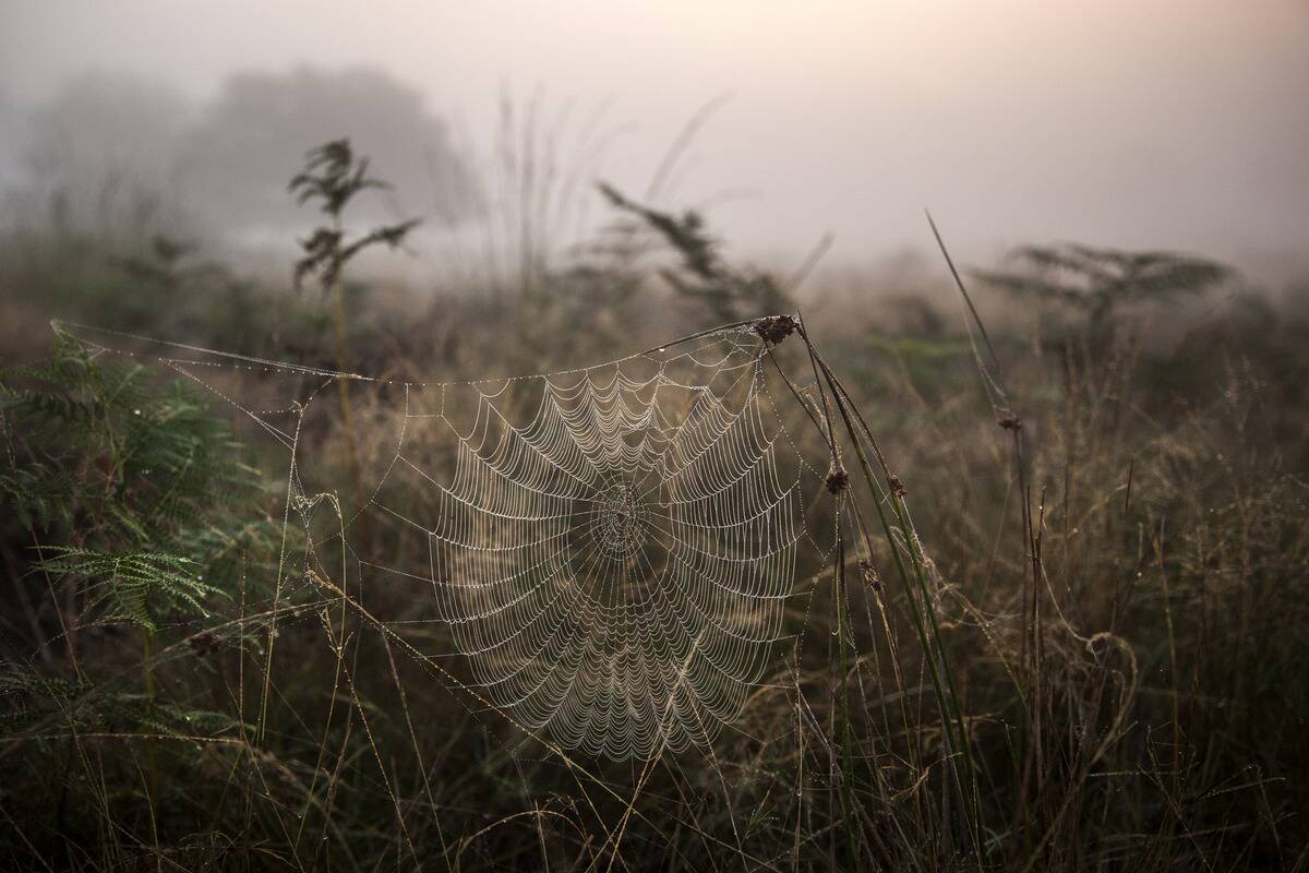 First Day Of Autumn In Richmond Park