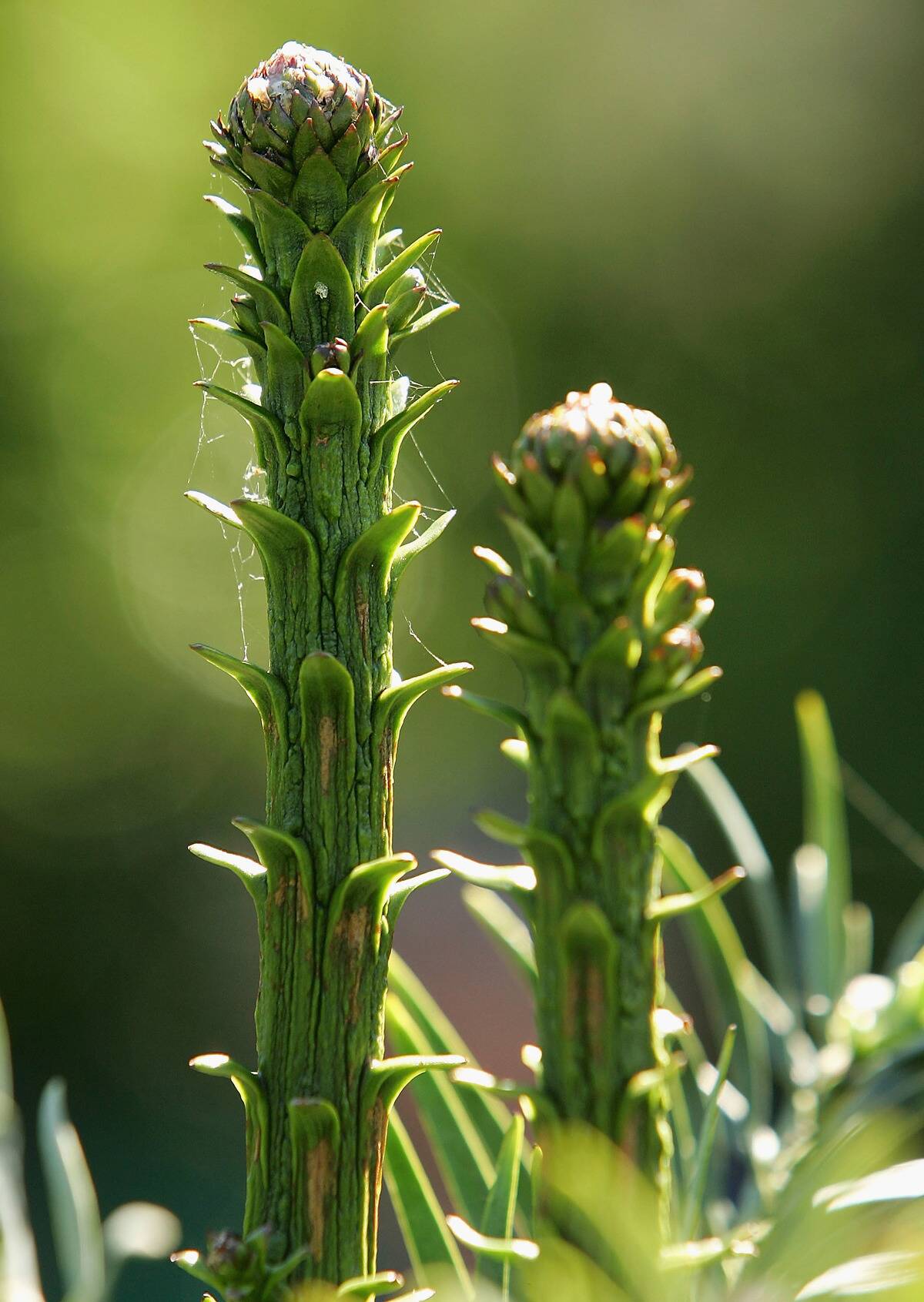 First Generation Wollemi Pines Auctioned